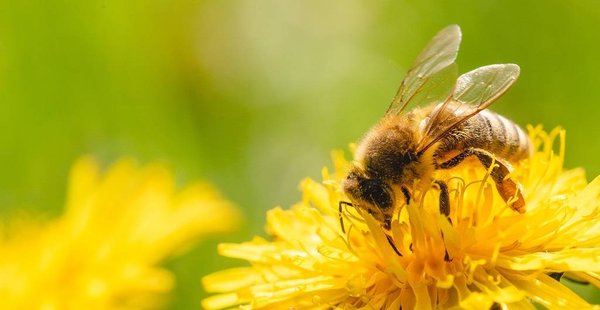 Comment agir pour la biodiversité ?