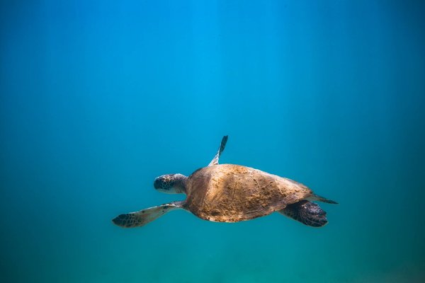 Comment protéger la biodiversité ?