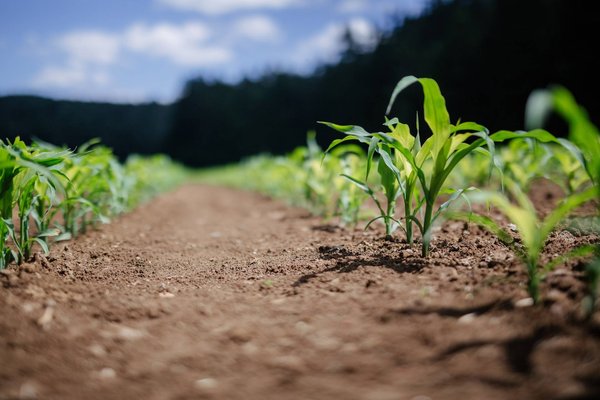 Quels sont les effets du changement climatique sur l'environnement ?